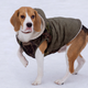 Image for article titled Neglected dog always wearing the same clothes